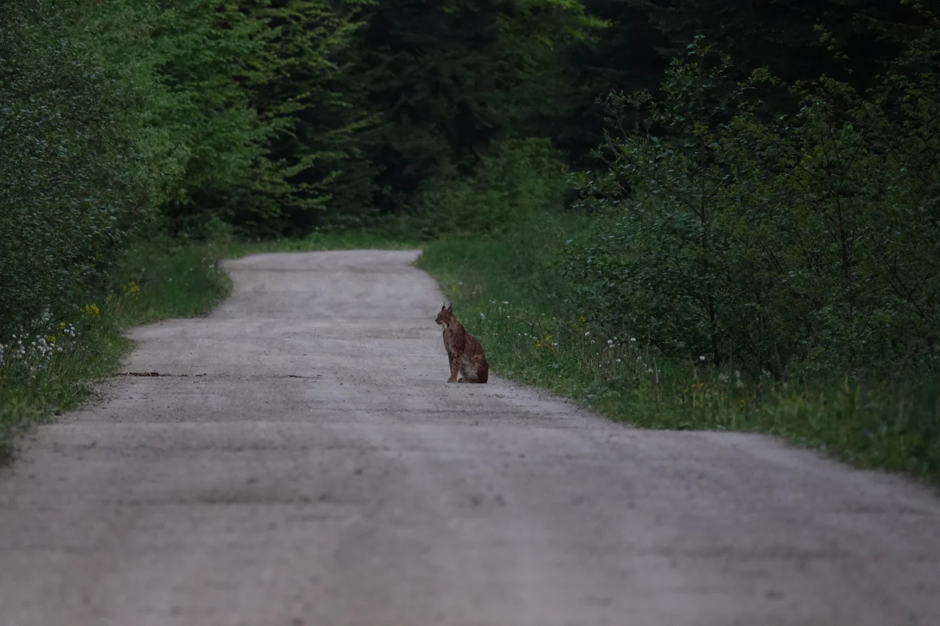 Ryś siedzący na środku leśnej, piaszczystej drogi, otoczonej zielonymi krzewami i drzewami, tworzący spokojną i naturalną scenerię.
