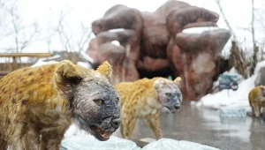 Pojawiły się nowe, wielkie drapieżniki. Wszyscy uciekli do jaskiń