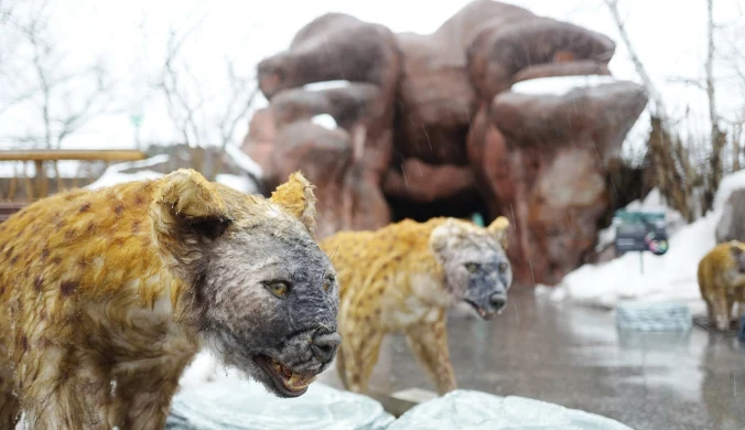 Hieny jaskiniowe były masywniejsze od współczesnych krokut