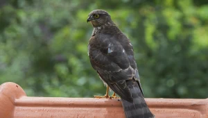 Rzadki gość przyleciał do Warszawy i zginął. Tej śmierci dało się uniknąć