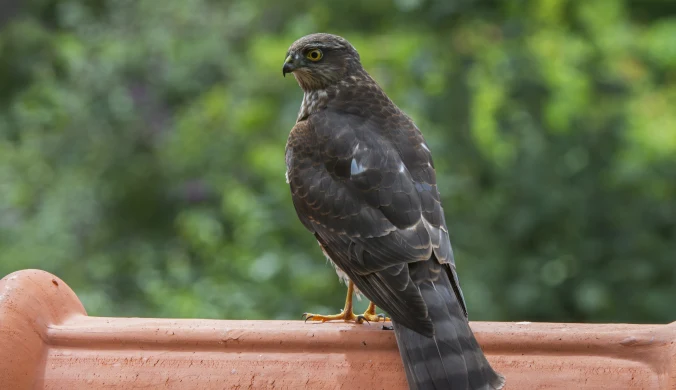 Krogulce coraz częściej zjawiają się w miastach. Niestety zdarza się, że przegrywają zderzenie z infrastrukturą (zdj. ilustracyjne)