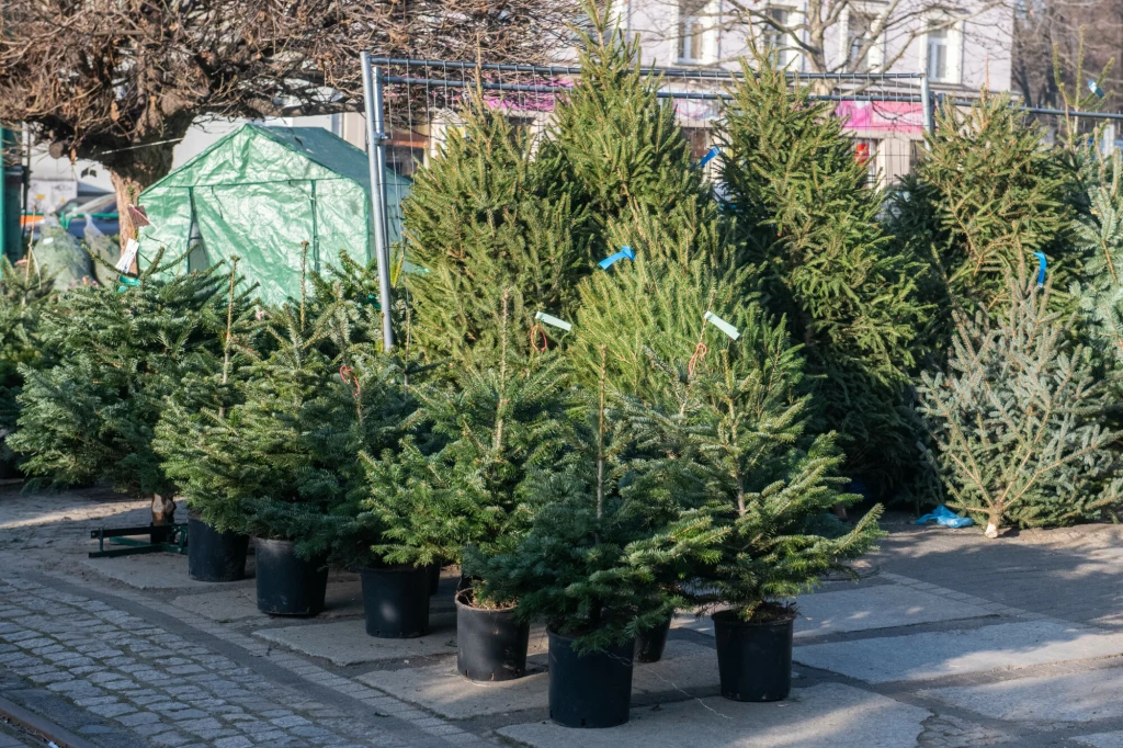 Ceny choinek zależne są od ich rodzaju i wielkości Rząd doniczek z małymi i większymi choinkami ustawionymi na zewnętrznym placu targowym, w tle duże, cięte drzewka iglaste oraz namiot handlowy. Jasne światło podkreśla zieloną barwę igieł.