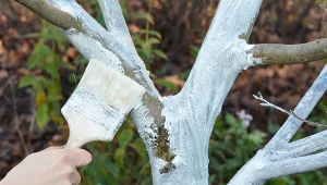 Niemieccy ogrodnicy tworzą specjalną mieszankę do bielenia drzew. Fot. Lex20/Canva Pro