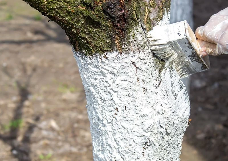 Bielenie drzewa to podstawowy zabieg sadowników zimą.