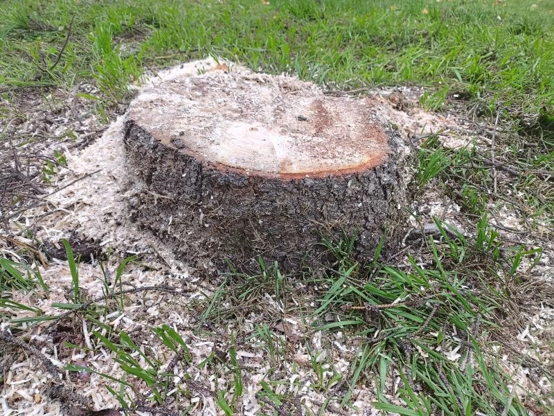 Sól gorzka pomoże pozbyć się pnia drzewa z ogrodu, ale zajmie to co najmniej kilka miesięcy