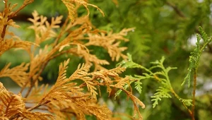 Brązowienie iglaków z powodu suszy fizjologicznej postępuje od strony południowej i zachodniej.