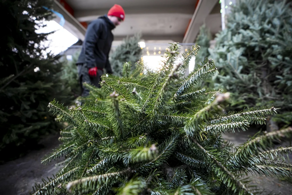 Gdzie kupić choinkę? Najtaniej jest bezpośrednio u leśników Świeżo ścięta choinka leżąca na ziemi na pierwszym planie, w tle widoczny człowiek w czerwonej czapce oraz inne choinki do wyboru.