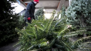 Prosty sposób na tanią choinkę. Leśnicy zapraszają i podają dokładne ceny