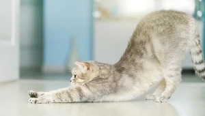 Dlaczego kot przeciąga się na twój widok? Oto co komunikuje