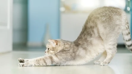 Koty uwielbiają się przeciągać 