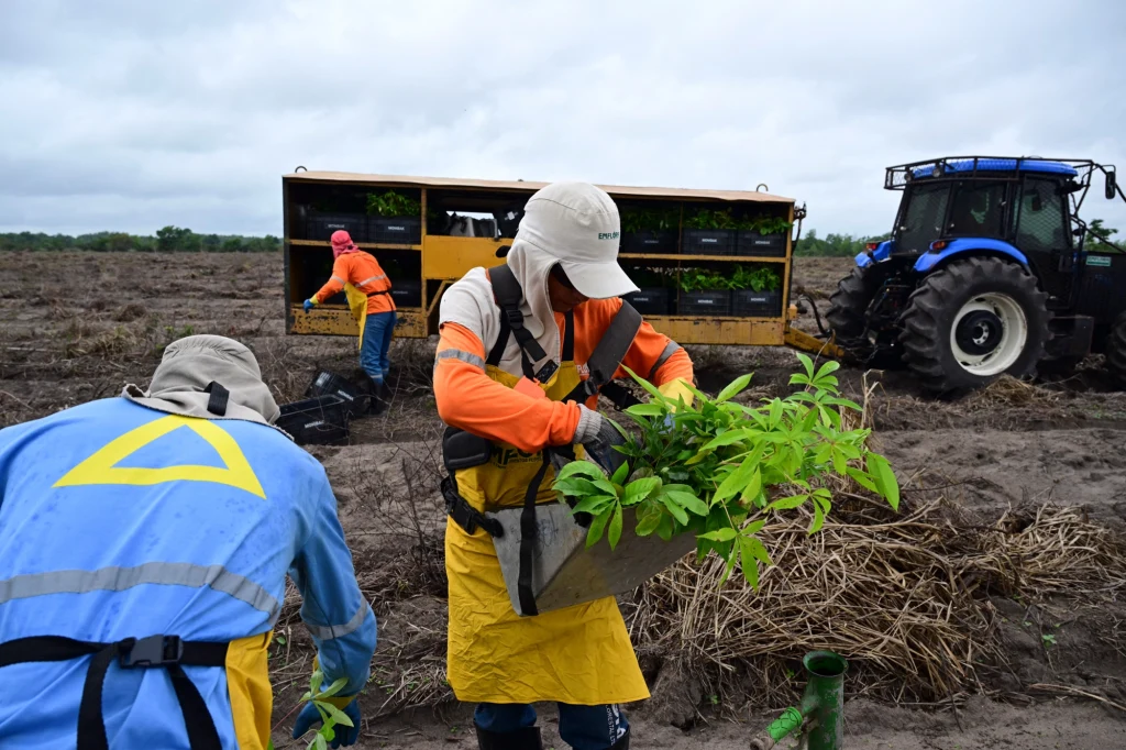 Komisja w Europarlamencie poparła część polskich poprawek ws. klauzuli ochronnej w umowie handlowej UE-Mercosur Pracownicy ubrani w ochronne stroje sadzą młode rośliny na polu, obok nich znajduje się traktor oraz specjalistyczna maszyna przewożąca sadzonki.