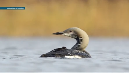 Czysta Polska - odcinek 241