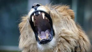 Powraca ogromny lew. Największy, jakiego znamy. Uznali, że będzie maskotką