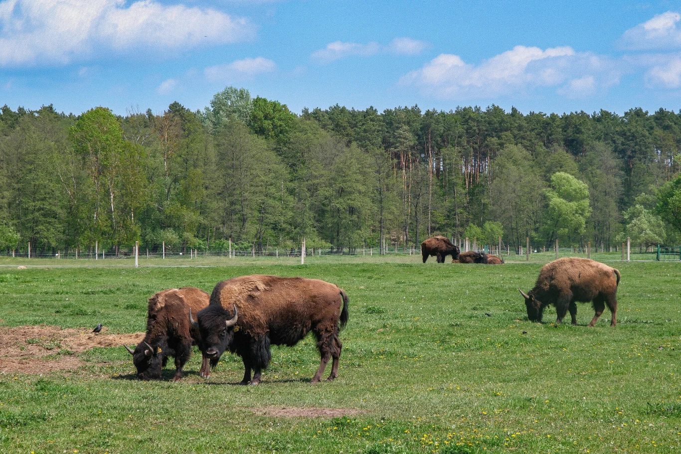 Bizony stały się wizytówką Kurozwęk Stado żubrów pasące się na zielonej łące w otoczeniu lasu sosnowego, jasne niebo z pojedynczymi chmurami tworzy spokojną atmosferę, w tle widać ogrodzenie oddzielające teren.