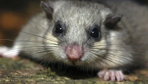 To największy śpioch w świecie zwierząt. Budzi się dopiero w maju