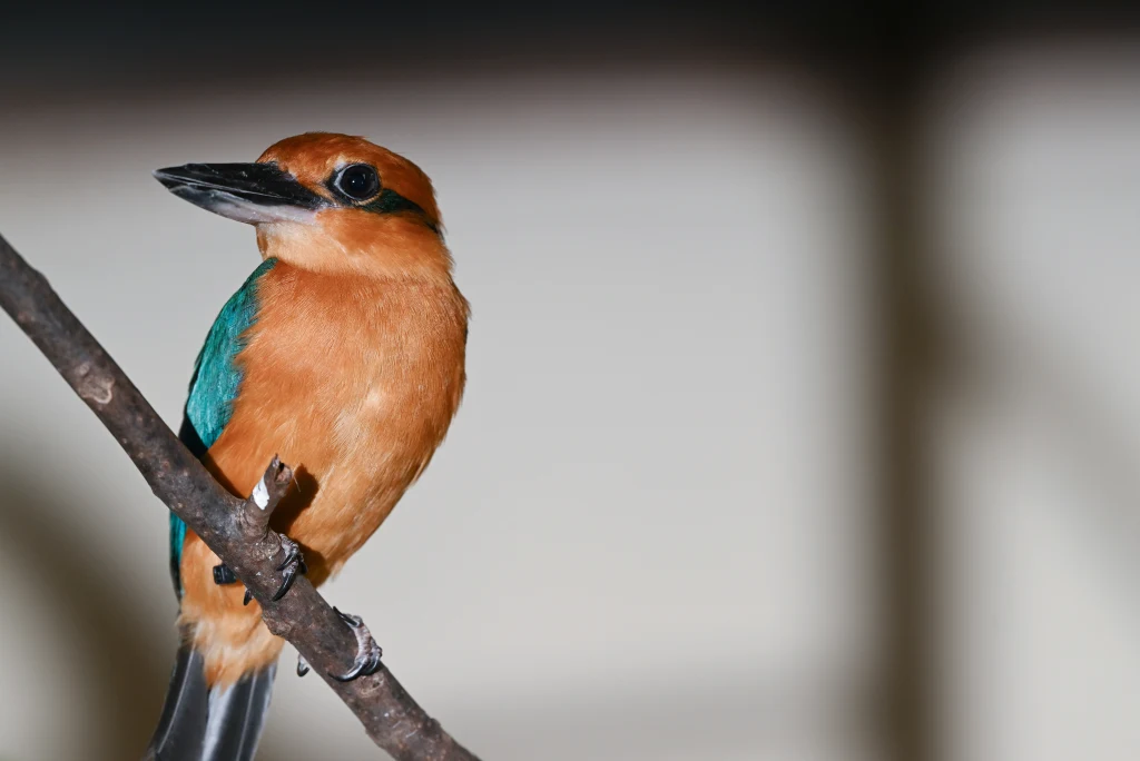 Jest szansa, że łowczyk cynamonowy powróci na wyspę Guam Kolorowy ptak z brązowym brzuchem i turkusowymi skrzydłami siedzi na cienkiej gałęzi, tło jest rozmyte, a ostrość skupia się na ptaku.