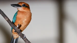 Cynamonowe ptaki wracają. W naturze wytępiły je inwazyjne węże