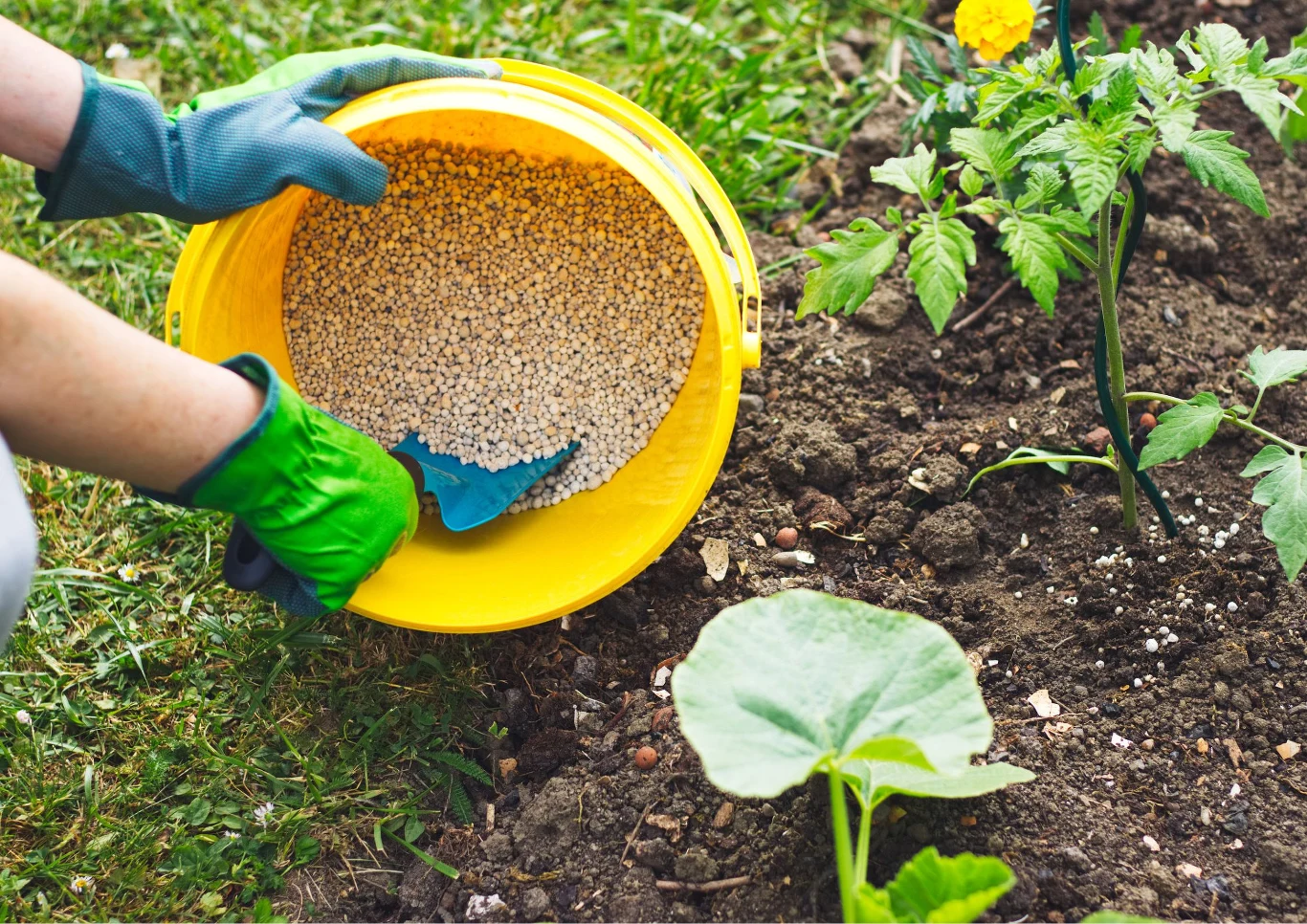 Dokarmianie roślin wpływa na ich prawidłowy rozwój. Fot. encierro/123RF.com