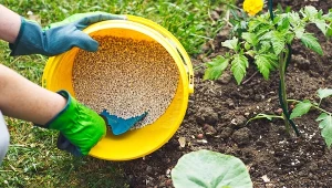 Dokarmianie roślin wpływa na ich prawidłowy rozwój. Fot. encierro/123RF.com