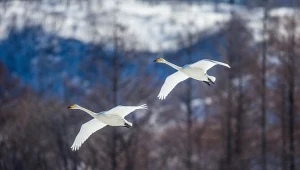 Latają nad Polską tam i z powrotem. Jeden jest wyjątkowo duży i głośny