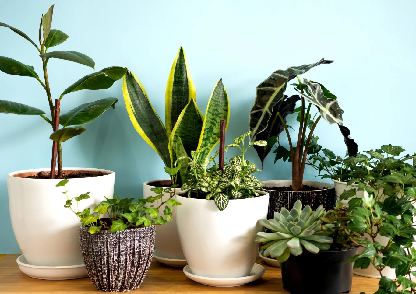 W domowych warunkach mogą kwitnąć piękne rośliny. Fot. sglazkova/123RF.com