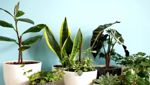 W domowych warunkach mogą kwitnąć piękne rośliny. Fot. sglazkova/123RF.com