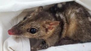 Chcą przyspieszyć ewolucję. Drapieżne torbacze będą zmienione genetycznie