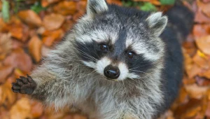 Przenoszą po Polsce tajemniczego pasożyta. W odkryciu pomogli myśliwi