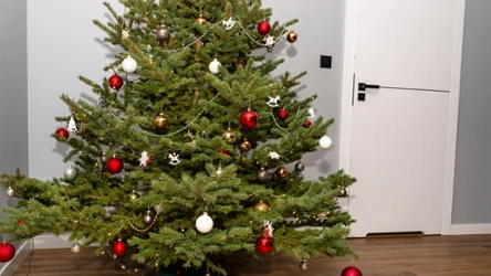 Jak przedłużyć trwałość choinki? Zrób to, zanim wniesiesz ją do ciepłego wnętrza