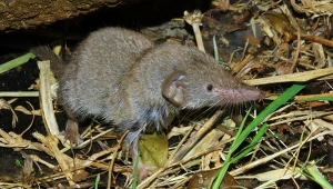 Spod szafy wychodzi coś o długim ryjku. To nie mysz. To jadowity drapieżnik