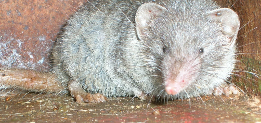 Z daleka ryjówek domowy rzeczywiście może przypominać mysz Szaroszary gryzoń o wydłużonym pysku, małych oczach i krótkich łapach siedzący na brudnej, metalowej powierzchni.