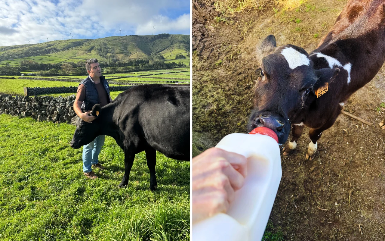 Mężczyzna stoi na pastwisku przy czarnej krowie, w tle rozciągają się zielone wzgórza i kamienny mur. Po prawej stronie cielę z łatkami pije mleko z butelki trzymanej przez osobę poza kadrem.