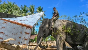 Słoń pomagający usuwać skutki zniszczeń po powodzi w miejscowości Meureudu w obwodzie Pidie Jaya na indonezyjskiej Sumatrze. W tym rejonie pracują cztery zwierzęta