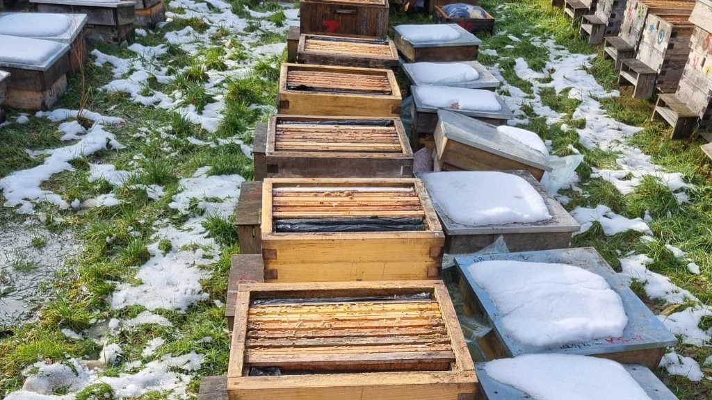 Ktoś zniszczył 37 uli w woj. dolnośląskim Rzędy drewnianych uli otwartych i zamkniętych ustawione na zielonej trawie z resztkami śniegu, widoczne ramki pszczele gotowe do przeglądu lub pracy.