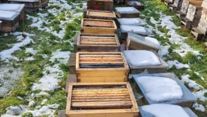 "To nie była kradzież". Otworzyli 37 pasiek, skazując pszczoły na śmierć