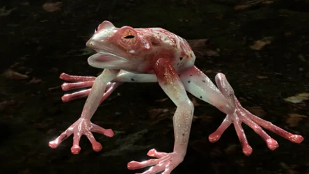 Ta żaba w Baldur's Gate 3 to pułapka. Gracze tracą wszystko