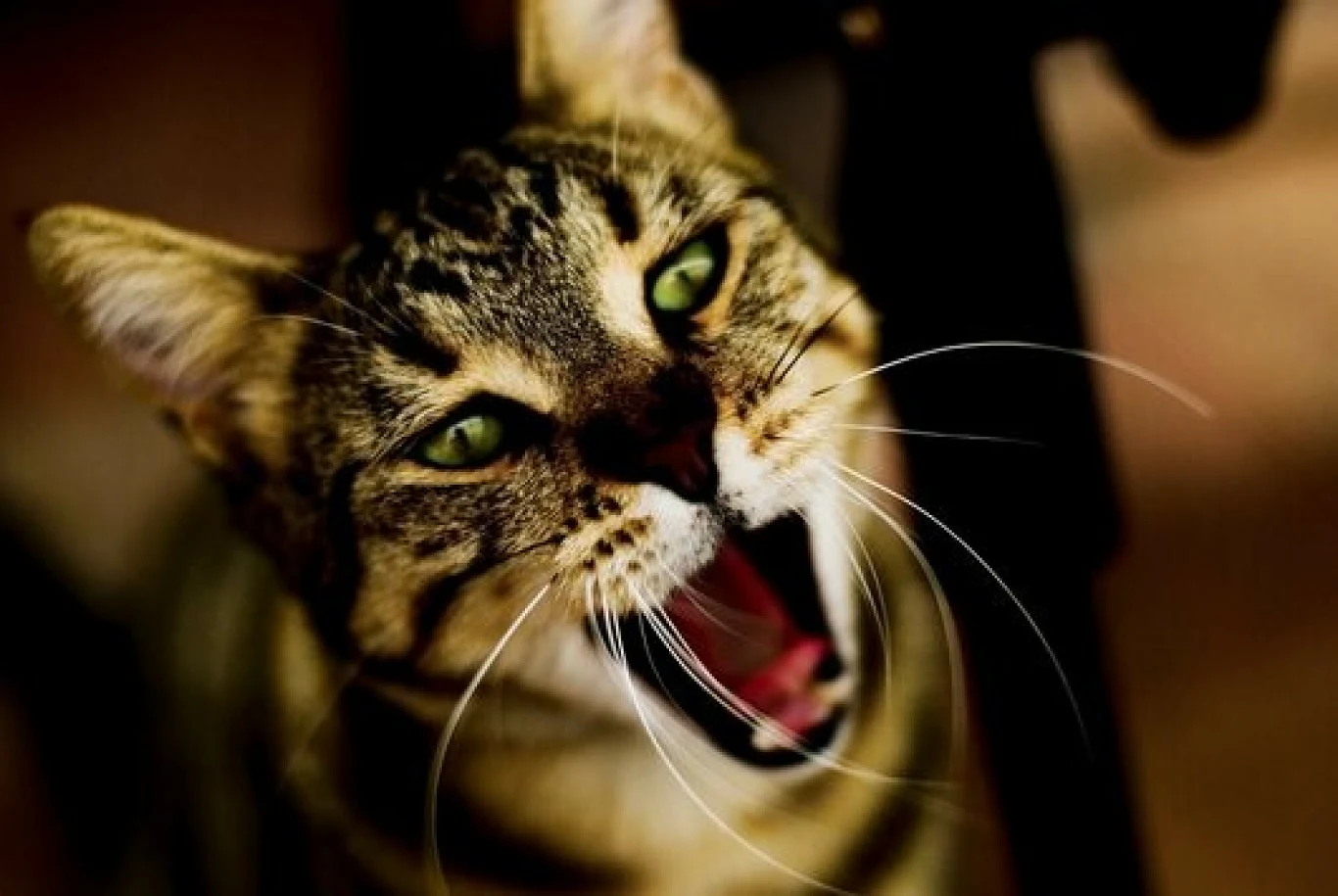 Miauczenie kotów jest ich reakcją na nasze zachowania Zbliżenie na głowę kota o umaszczeniu pręgowanym z szeroko otwartą paszczą, wyraźnie widocznymi zębami i wąsami, uszy skierowane do przodu, intensywne spojrzenie zielonych oczu.