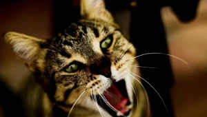 Jedna z największych tajemnic kotów odkryta. Do tych osób miauczą częściej