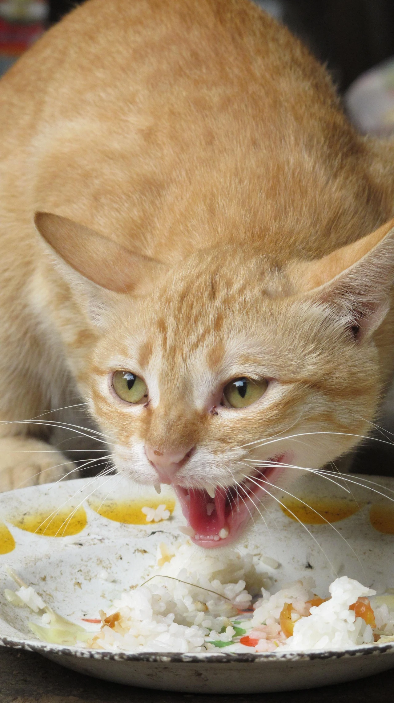 Koty potrafią mocno wyrażać swoje emocje Rudy kot z otwartym pyskiem pochylony nad talerzem z resztkami jedzenia, w tle niewyraźne otoczenie.