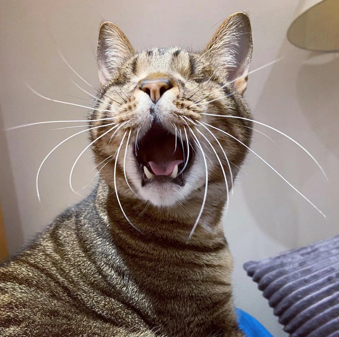 Koty nauczyły się, że mężczyznom trzeba zwracać uwagę mocniej Kot w prążki z szeroko otwartym pyskiem, wyglądający jakby ziewał lub miauczał, siedzi w domu na tle jasnej ściany i poduszki.