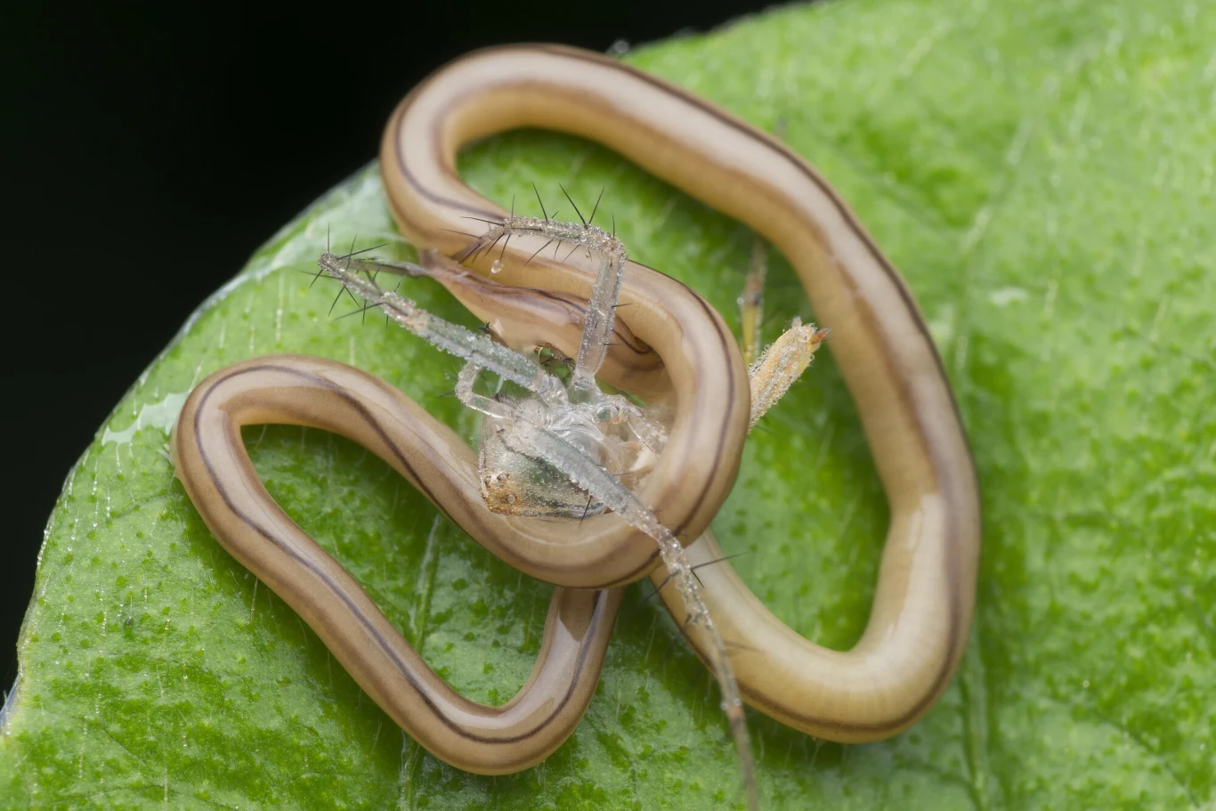 Wstężnice to bezkręgowce osiągające niekiedy nadzwyczajną długość Płaz beznogi o pstrokatym, brązowo-białym ubarwieniu owija się wokół pozostałości owada, całość na zielonym liściu.
