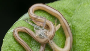 Potrafi coś niesamowitego. To tak jakby człowiek skurczył się do 40 cm