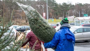 Sekunda z prześcieradłem i wiesz, co czai się w choince. Wykonaj od razu