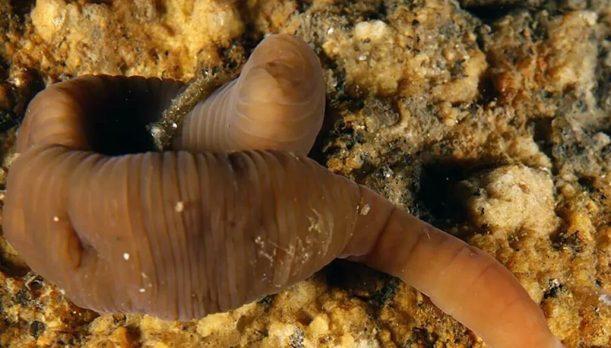 Pararosa vigarae - podobny do robaka organizm z Hiszpanii o nadzwyczajnych umiejętnościach Segmentowany, brązowy robak pierścienicowy na tle wilgotnej gleby o żółtawym zabarwieniu. Zwierzę jest wyraźnie widoczne, prezentuje elastyczny, walcowaty kształt i delikatną strukturę skóry.