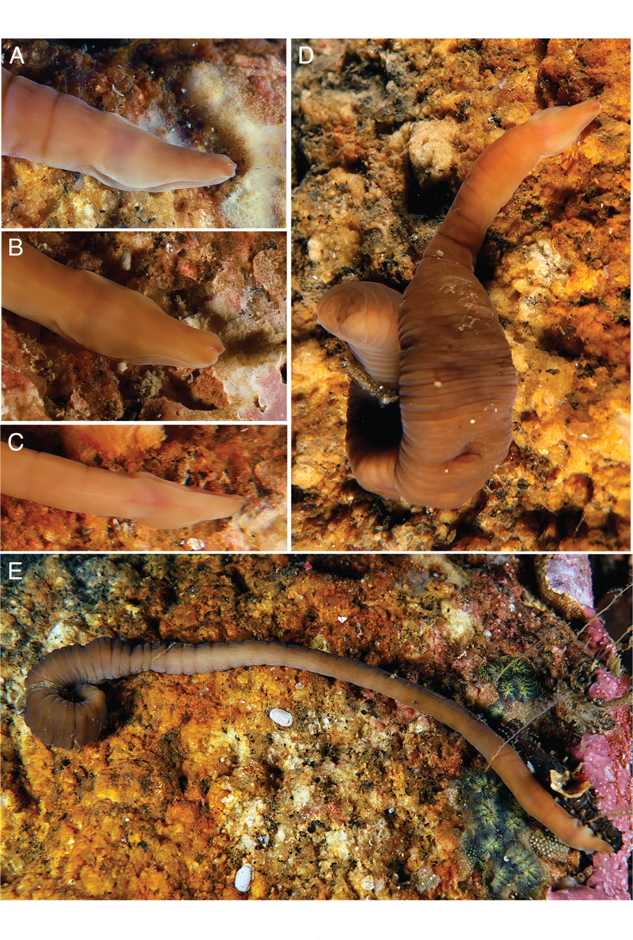 Pararosa vigarae zadziwiła naukowców Mięczak o wydłużonym, miękkim ciele w odcieniach brązu przylegający do skalistego podłoża morskiego, pokazany w różnych ujęciach i etapach rozciągnięcia ciała, z widocznymi zagięciami oraz fakturą skóry.