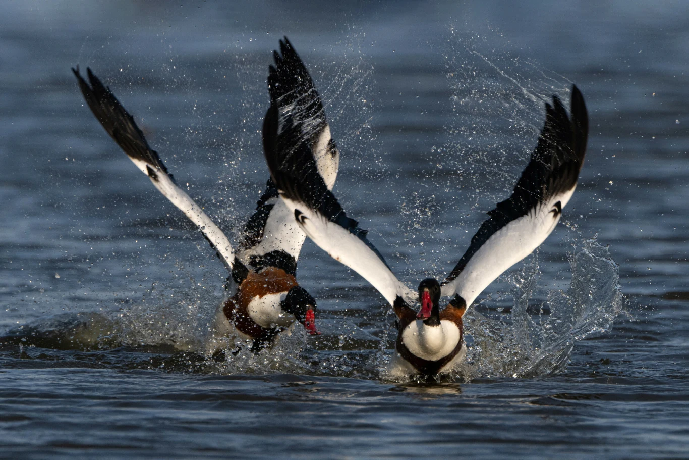 Ohary to kaczki świetnie latające. Ich krewni bywali nielotami Dwa ptaki wodne z rozpostartymi skrzydłami startują z powierzchni wody, rozpryskując przy tym wodę wokół siebie. Tło stanowi spokojna tafla jeziora.