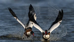 Przedziwna kaczka znaleziona na końcu świata. Odsłoniła mało znaną prawdę