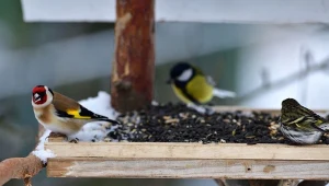 Co zostawić w karmniku, żeby przyleciało do niego jak najwięcej ptaków?