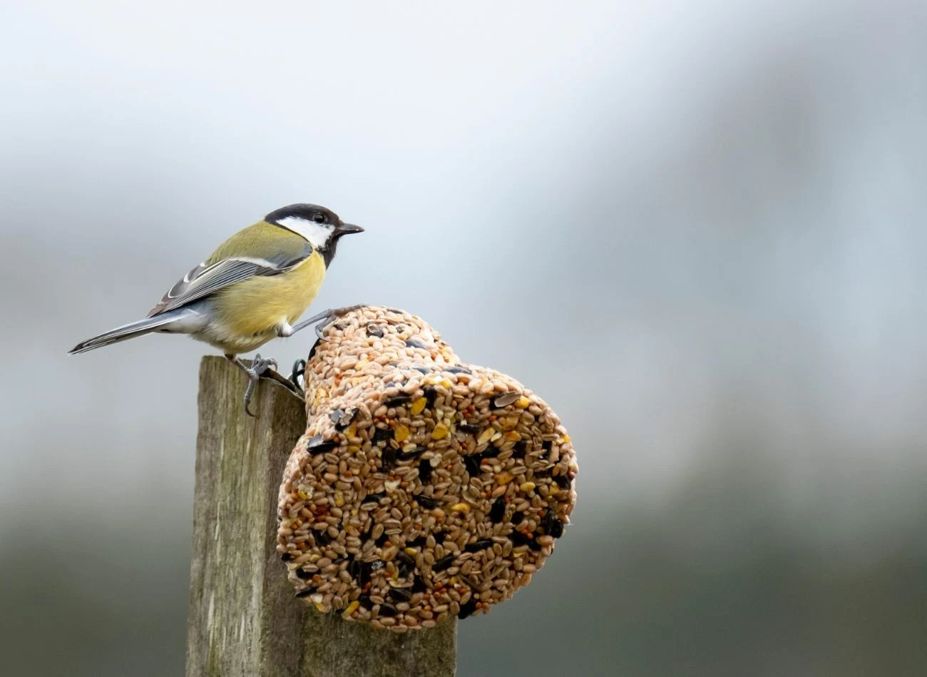 Jeśli decydujesz się na dokarmianie ptaków w zimie, rób to regularnie.