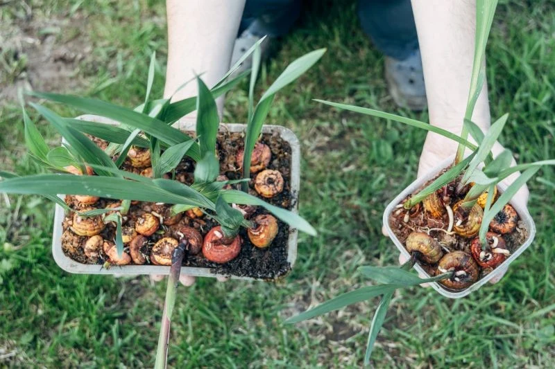 Jak postępować z bulwami kwiatów po zimowaniu